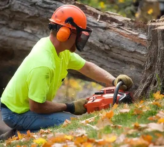 tree services Grosse Pointe Park